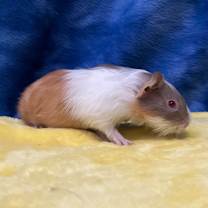 Thumbnail photo of Tilly (bonded with Clementine) #2