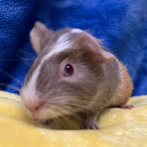 Thumbnail photo of Tilly (bonded with Clementine) #3