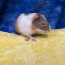 Thumbnail photo of Tilly (bonded with Clementine) #4