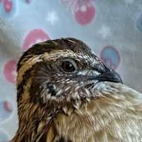 Thumbnail photo of Harry #4