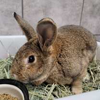 Thumbnail photo of VIXEN #1