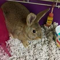 Thumbnail photo of VIXEN #4