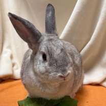 Thumbnail photo of Chocolate Chip #2