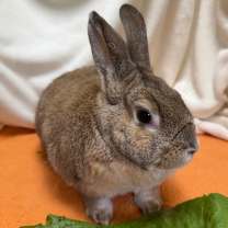 Thumbnail photo of Caramel #2