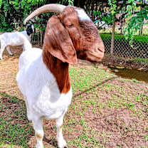 Thumbnail photo of Brownie #2