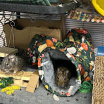 Thumbnail photo of Larry, Curly, & Moe (Bonded Br #4