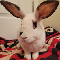 Thumbnail photo of McMuffin #4