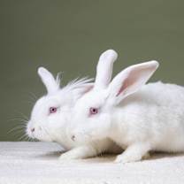 Thumbnail photo of Clarence #4