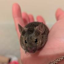 Thumbnail photo of Bootstrap #1