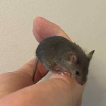 Thumbnail photo of Bootstrap #2