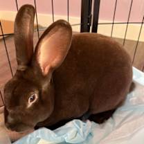 Thumbnail photo of Hershey Kiss #2