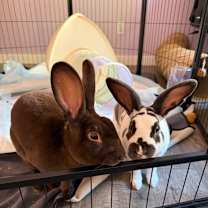 Thumbnail photo of Hershey Kiss #3