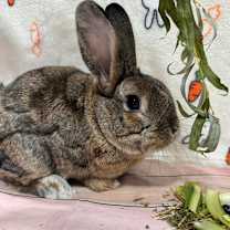 Thumbnail photo of Peanut #1