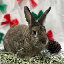 Thumbnail photo of Peanut #2