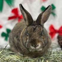 Thumbnail photo of Peanut #3