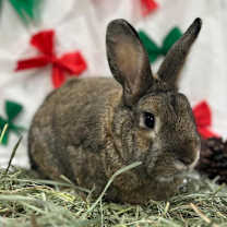 Thumbnail photo of Peanut #4