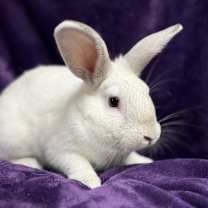 Thumbnail photo of Noah #1