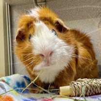 Thumbnail photo of Moe #2