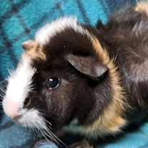 Thumbnail photo of Elroy #3