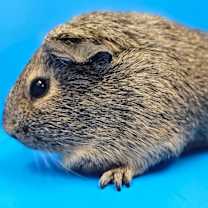 Thumbnail photo of Leilani #2