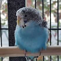 Thumbnail photo of Unicorn with Griffin- fee waived- in foster #1