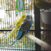 Thumbnail photo of Pegasus w/ Manticore-in foster #1