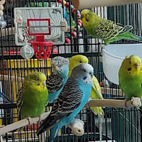 Thumbnail photo of Unicorn with Griffin- fee waived- in foster #4