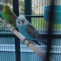 Thumbnail photo of Pegasus w/ Manticore-in foster #2