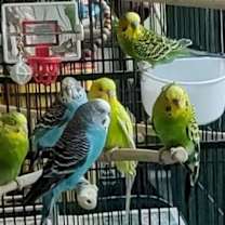 Thumbnail photo of Manticore w/Pegasus- fee waived- in foster #3