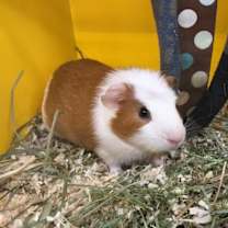 Thumbnail photo of Erniee #2