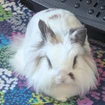 Thumbnail photo of Eevee #1