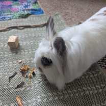 Thumbnail photo of Eevee #4