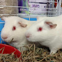 Thumbnail photo of Fluffybear & Harryboo #1