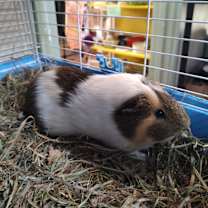 Thumbnail photo of Darwinter #1