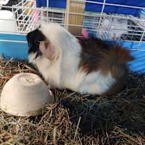 Thumbnail photo of Golding #1