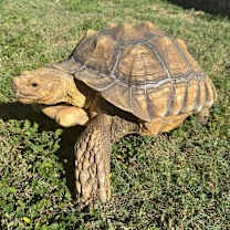 Thumbnail photo of Biggie #2