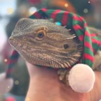 Thumbnail photo of Mr. Noodle #1