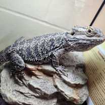 Thumbnail photo of Mr. Noodle #2