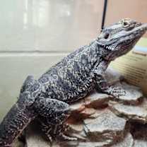 Thumbnail photo of Mr. Noodle #3