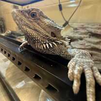 Thumbnail photo of Mr. Noodle #4