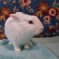 Thumbnail photo of Sir Hopsalot #1