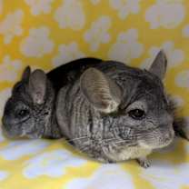 Thumbnail photo of Rocky & Rosie #3