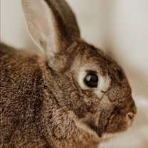 Thumbnail photo of Pepper #2