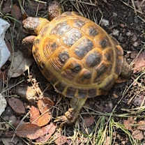 Thumbnail photo of Mikey #3