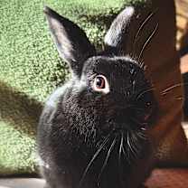 Thumbnail photo of Lira #3