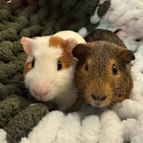 Thumbnail photo of Arizona #1