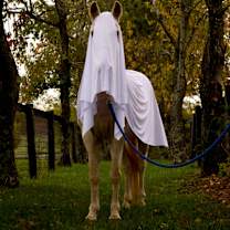 Thumbnail photo of Ghost #4