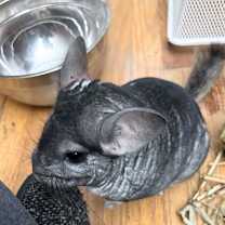 Thumbnail photo of Loaf #1