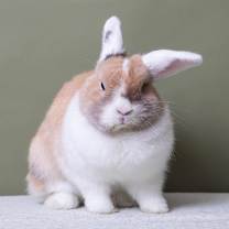 Thumbnail photo of Fava Bean #1