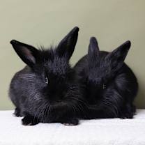 Thumbnail photo of Lyle #1